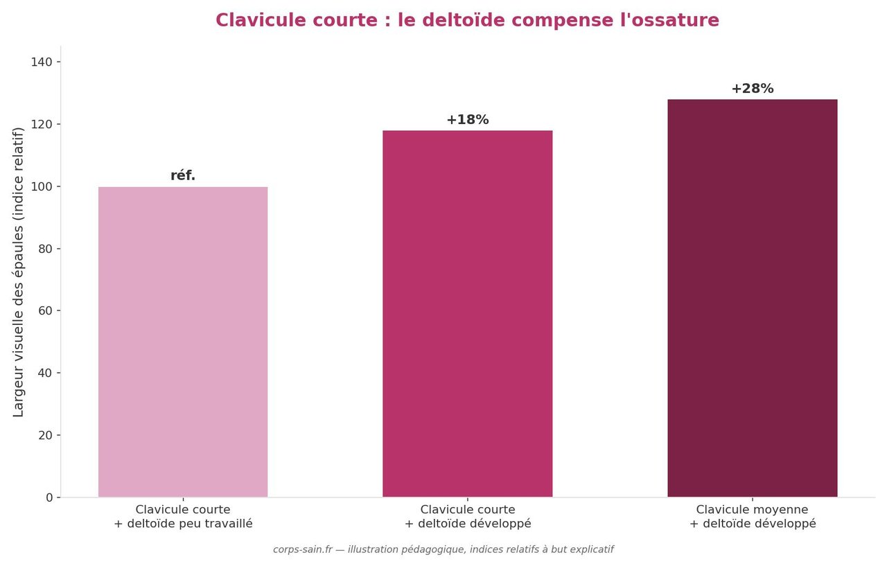 Infographie comparant la largeur des épaules selon la longueur de la clavicule