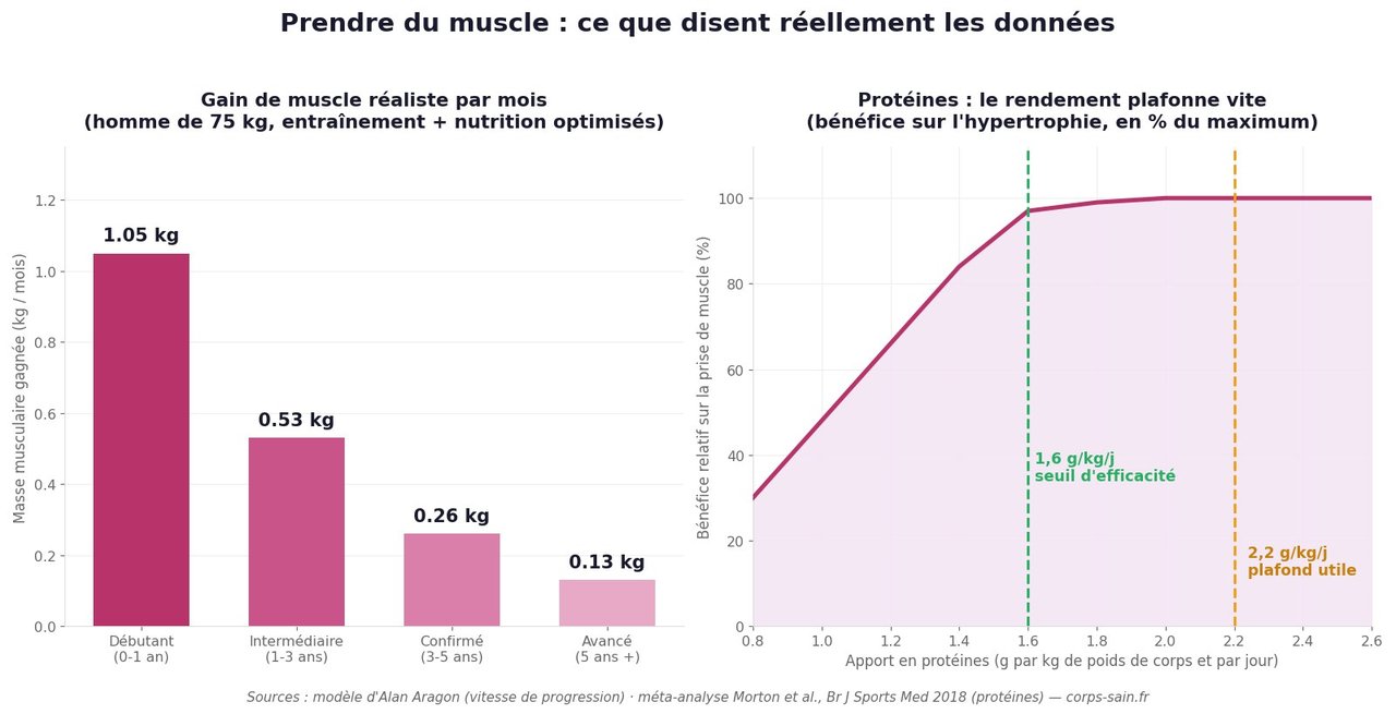 Infographie : gain de muscle réaliste par mois selon le niveau et dose-réponse des protéines