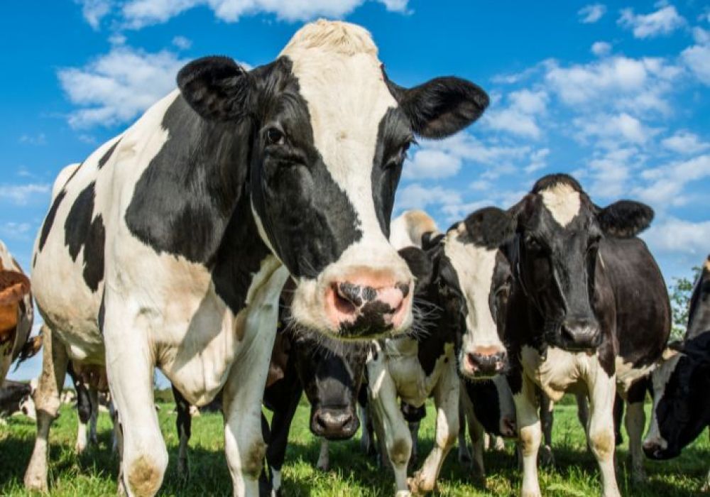 Comprendre l'Origine de la Whey Protéine : De la Vache à la Poudre