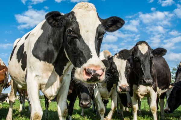 Comprendre l'Origine de la Whey Protéine : De la Vache à la Poudre