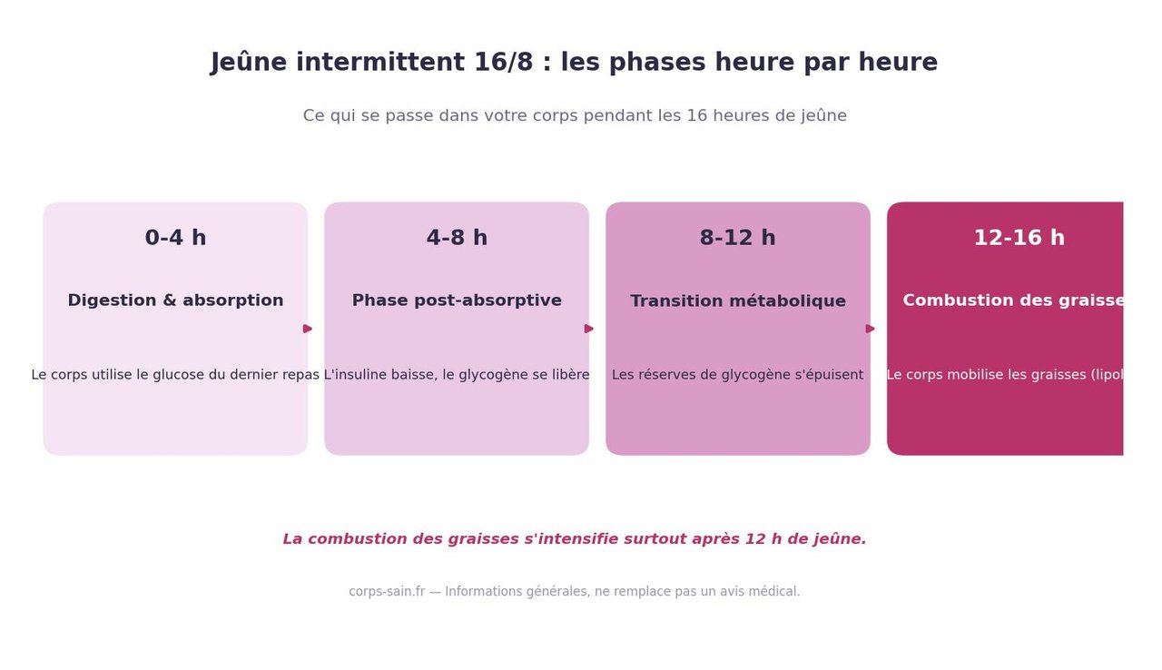 Infographie des phases métaboliques du jeûne intermittent 16/8 heure par heure