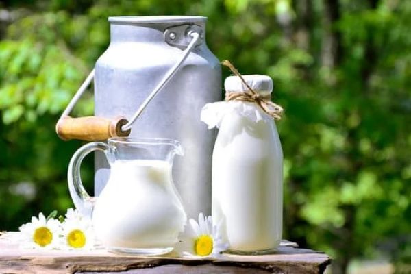 Lait protéiné : lait de vache et lait végétal