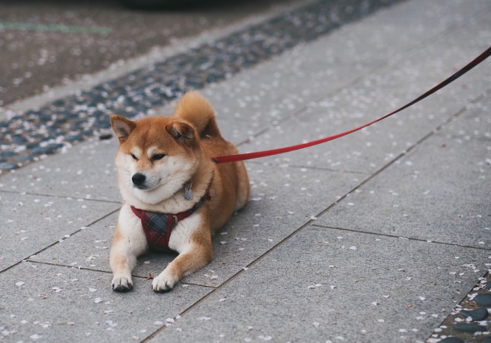 Le Shiba Inu : le chien primitif japonais aux origines mystérieuses