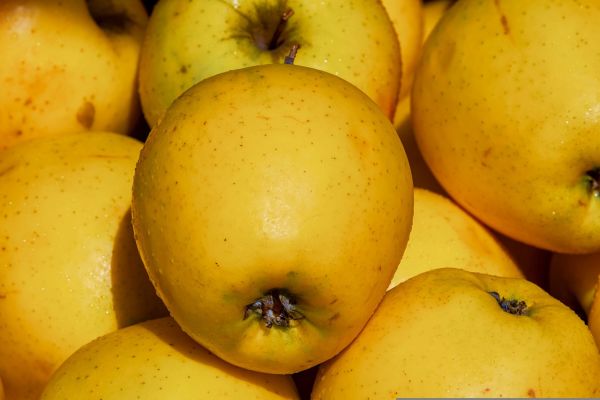 Pomme golden : bienfaits, valeurs nutritives et caractéristiques
