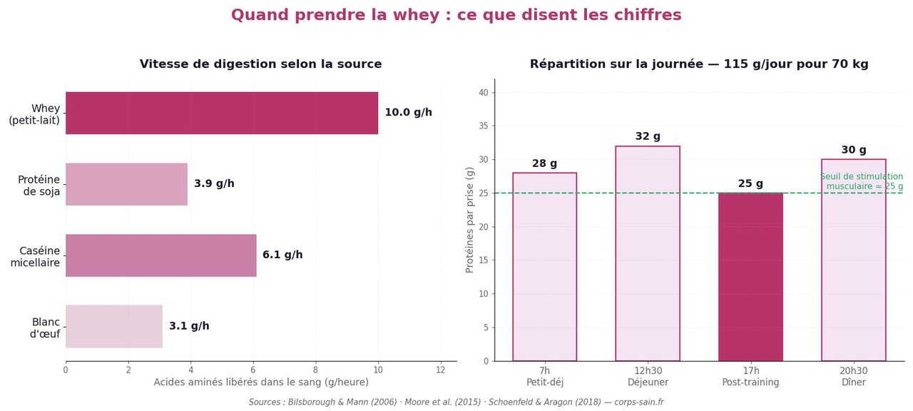 Infographie : vitesse de digestion de la whey et répartition des protéines sur la journée